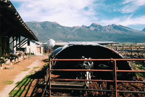 Calves at Schock's Mission View Dairy