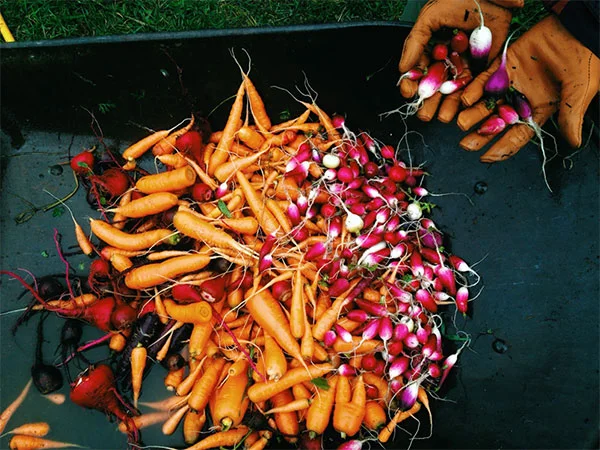 Somehow, it’s mid October in Condon, and we’re still pulling rainbows of produce out of the ground!!