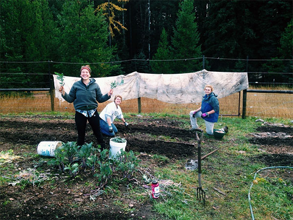 Students gleefully tugged the last of the carrots, radishes, and beets out of the soil until our wheel barrels were filled to the brim with produce, reminiscent of the CSA members’ jam-packed grocery bags this summer.