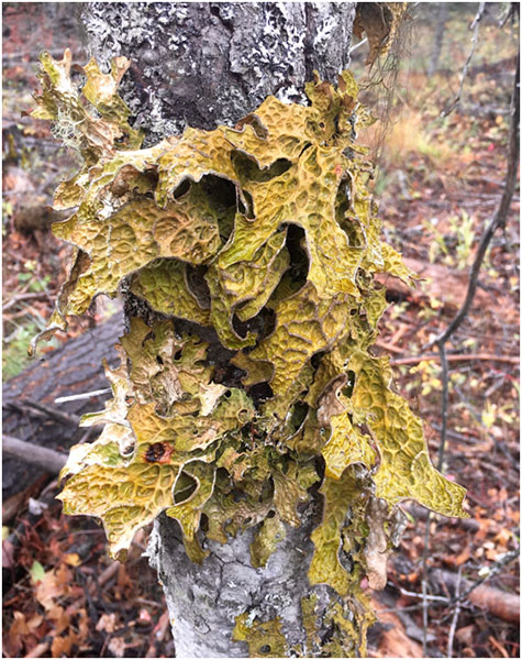 A really awesome lichen called lungwort! We don’t see this so often.