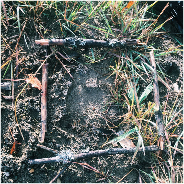 Front left grizzly track