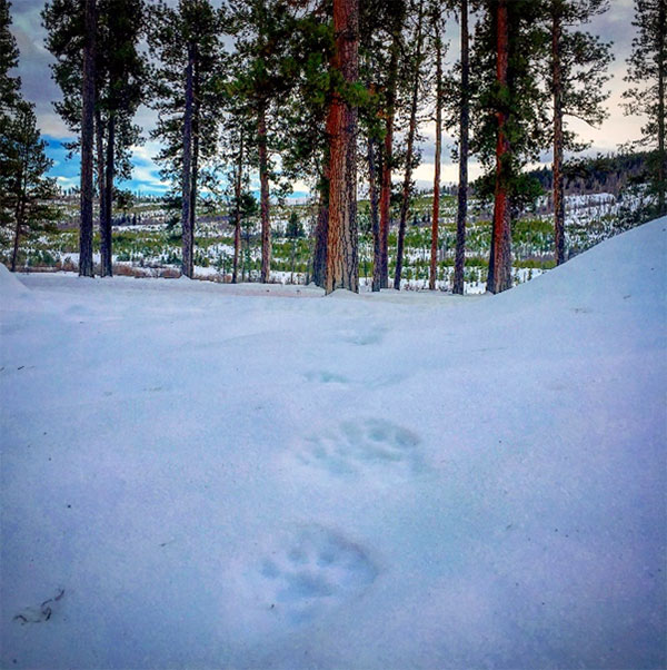 Wolverine (Gulo gulo) tracks traversing through the project area.