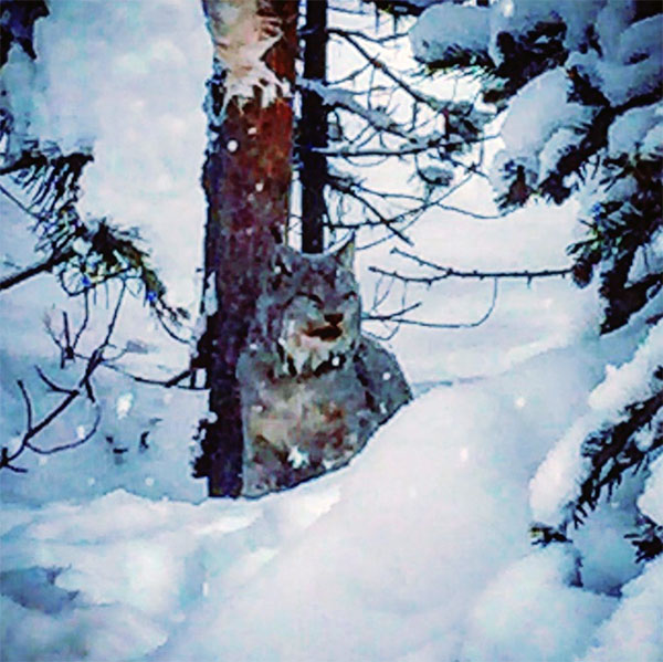 A male lynx watched us with sleepy eyes and a full stomach.