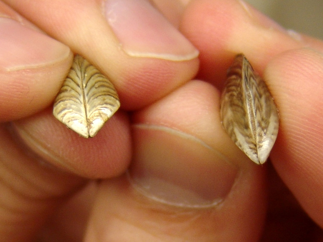 Zebra mussel (left) and quagga mussel (right). These adult invasive mussels are tiny, but their impact to lake ecosystems is huge.