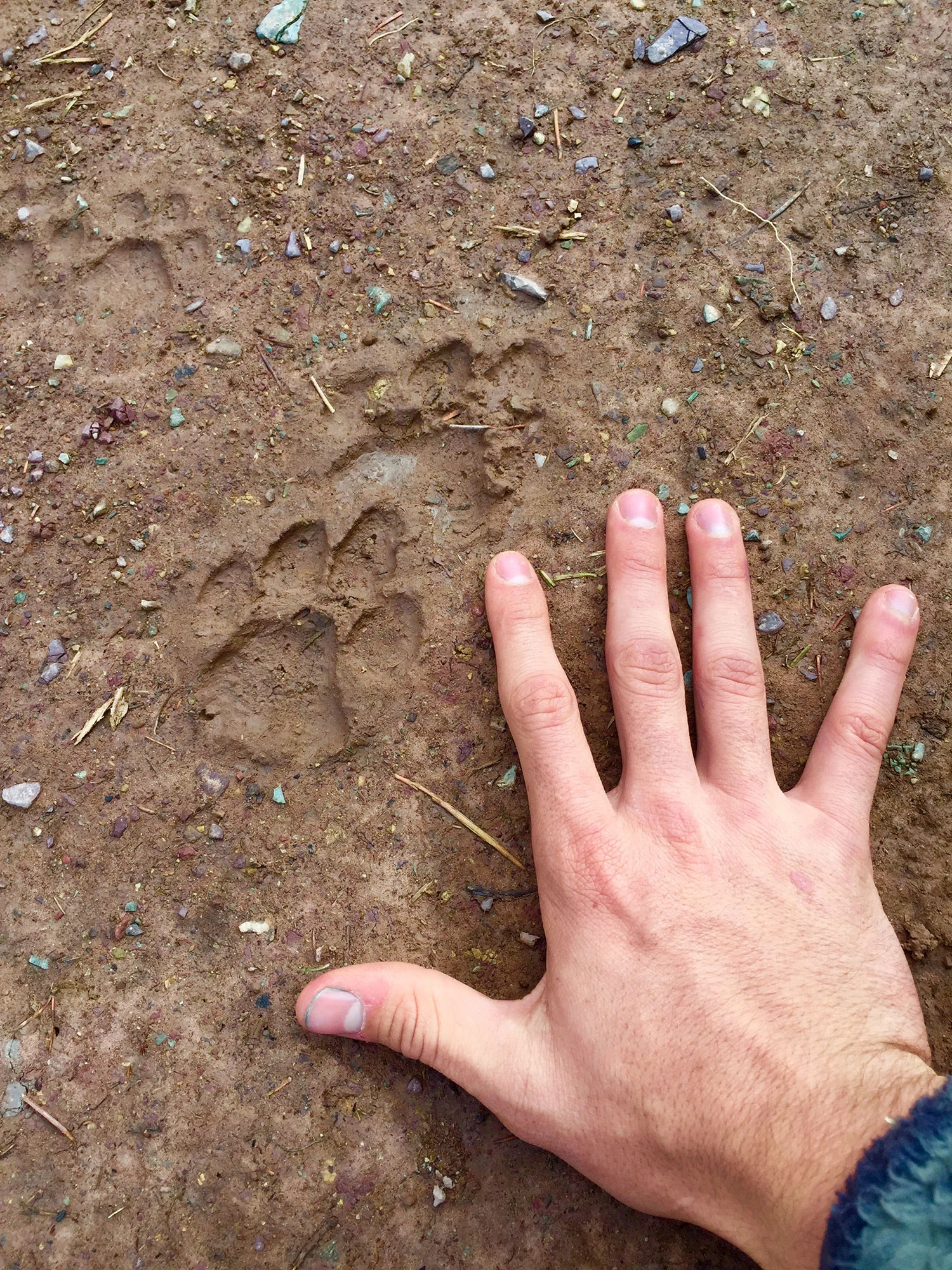 Mountain lion kit tracks found on a Forests and Communities field-day!