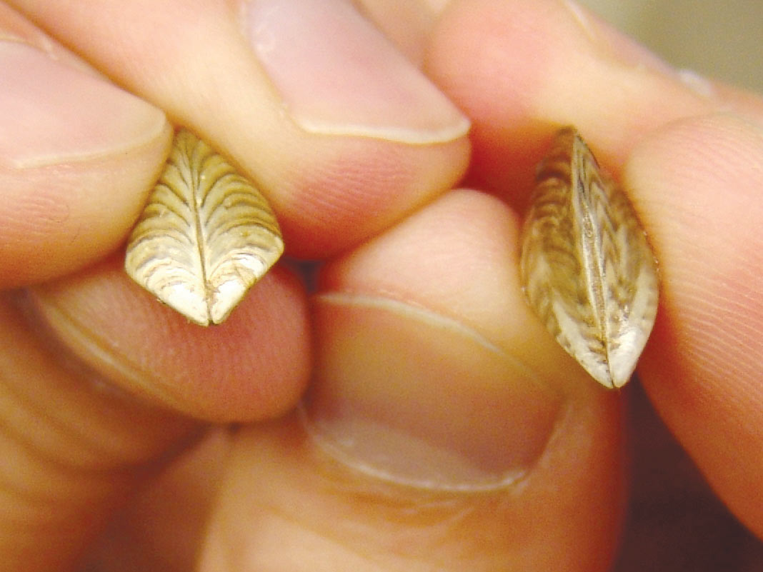 Zebra mussel (left) and quagga mussel (right). These adult invasive mussels are tiny, but their impact to lake ecosystems is huge. PIC: Dave Brenner, Michigan Sea Grant