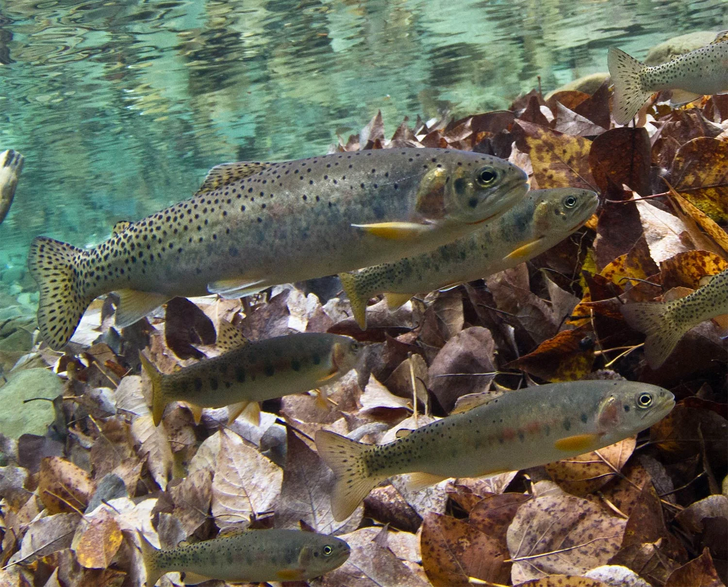 Westslope cutthroat trout - USGS/Johnny-Armstrong