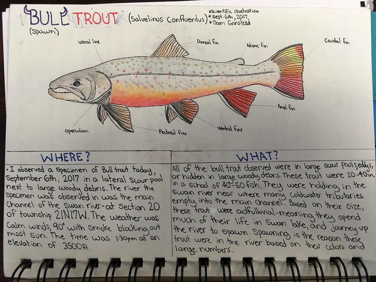 Field journal illustration - Sam Grinstead