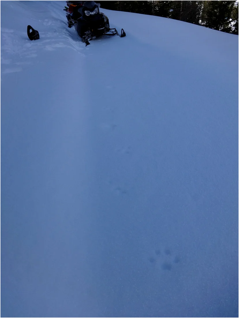 A Canada lynx track barely registering in the layer of hoar frost on a crusty snow morning. The crust was thick enough that the lynx would stay on top of the snow, only occasionally breaking through the crust.