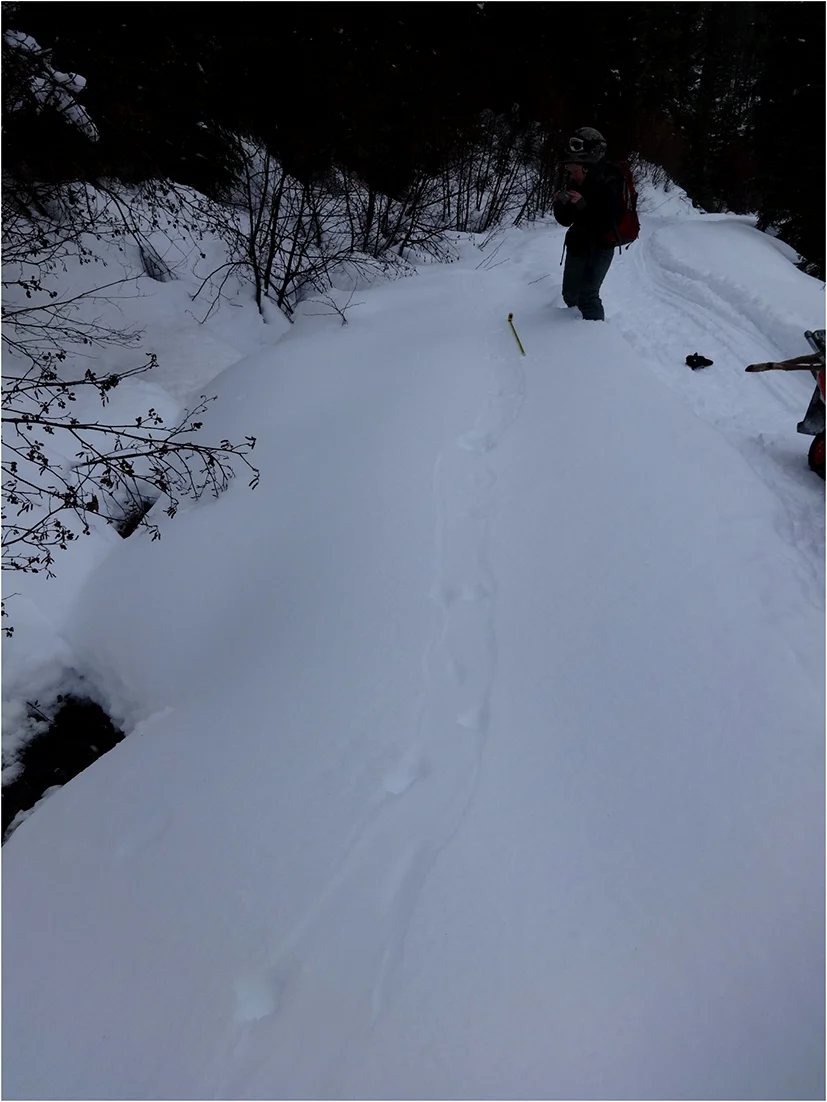 Track of an otter doing a belly slide. Sara Halm taking some track measurements.