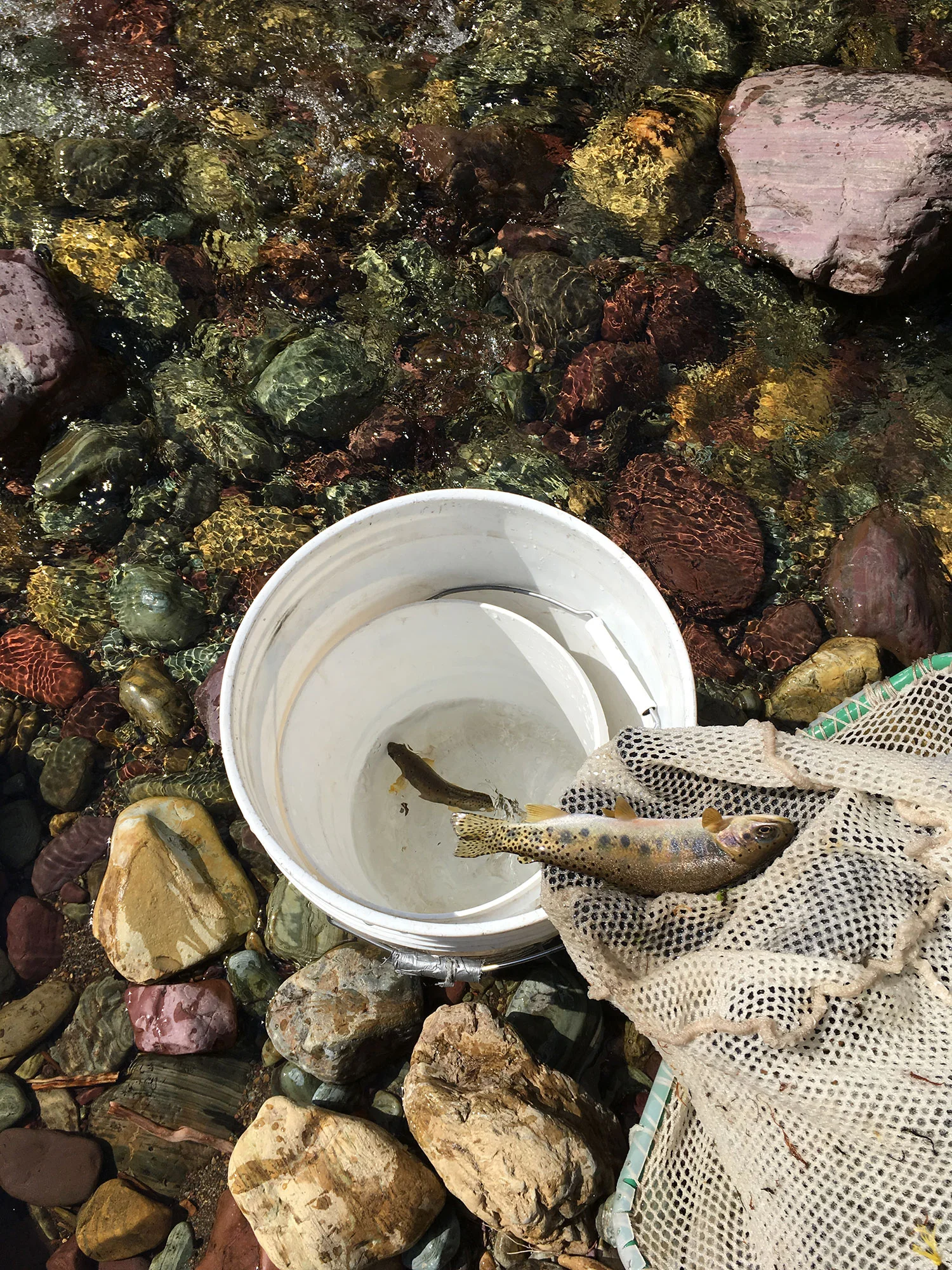 A westslope cutthroat trout – distinguished by a red slash on its throat and spots on the upper, tailward parts of its body – enters the revival bucket.