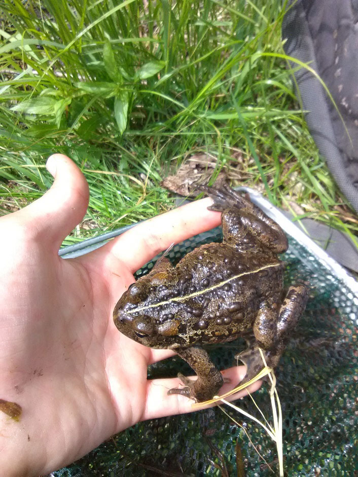 At the risk of getting peed on – a frequent defense for a handled western toad – Randy snapped this excellent picture, highlighting the warts and diagnostic white stripe bisecting the back. Formerly the most common amphibian of northwest Montana, western toads are now a species of concern in the state and declining across their range in the American West. This decline is despite the fact they can lay over 10,000 eggs, which lace in long, necklace-like strands across shallow water. Each egg can hatch into coal-black tadpole that swarms in clusters of its kin, and those who survive to adulthood ultimately migrate from wetlands (sometimes great distances) to forage and hibernate before returning to breed the next spring. In their initial forays to land, the tiny toadlets can move in mass across roads from July-September, so keep alert for hopping gravel, and give toads a break! (Photo: Randy Wilson)
