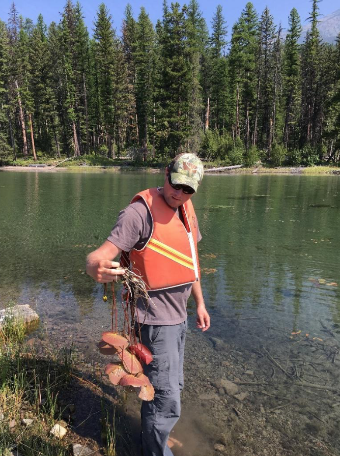 SVC Conservation Director Luke Lamar looks down upon a pioneering water lily just starting to spread – by seed and root – in a Holland Lake cove. Photo: Rob Rich