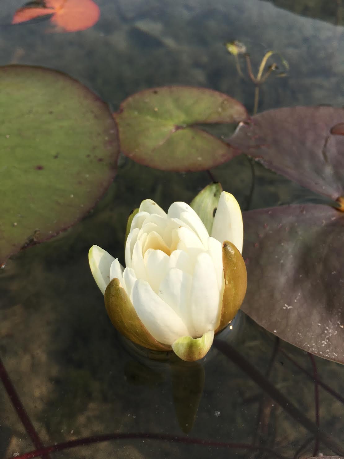 Closing at night and opening by day, the fragrant water lilies’ flowers are well-named, smelling something like vanilla with hints of chamomile. After a summer of gobbling up space on the water’s surface, the large, Pac-Man-shaped leaves begin to lose chlorophyll and sink to decay underwater. Photo: Rob Rich