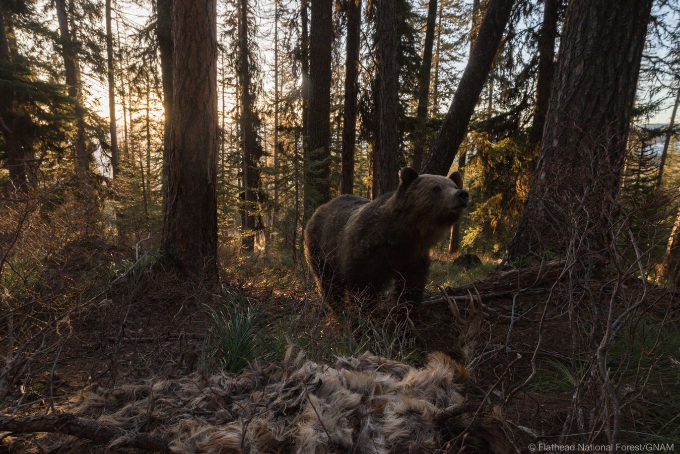 Photo by Steven Gnam
