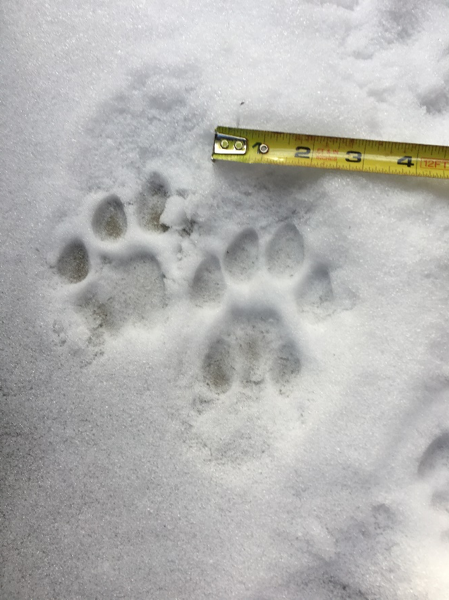 Surprises never cease in this pursuit, and “when in doubt, track it out” is an old SVC quip that Luke is fond of repeating. In addition to finding sign of gray wolves, ruffed grouse, short-tailed weasel, red squirrel, whitetail deer, and snowshoe hare, the class found some excellent examples of mountain lion prints – round and asymmetrical, with four toes, no claws, and three distinct lobes on the palm pads. One mountain lion even took a seat right on the pavement of this outhouse!