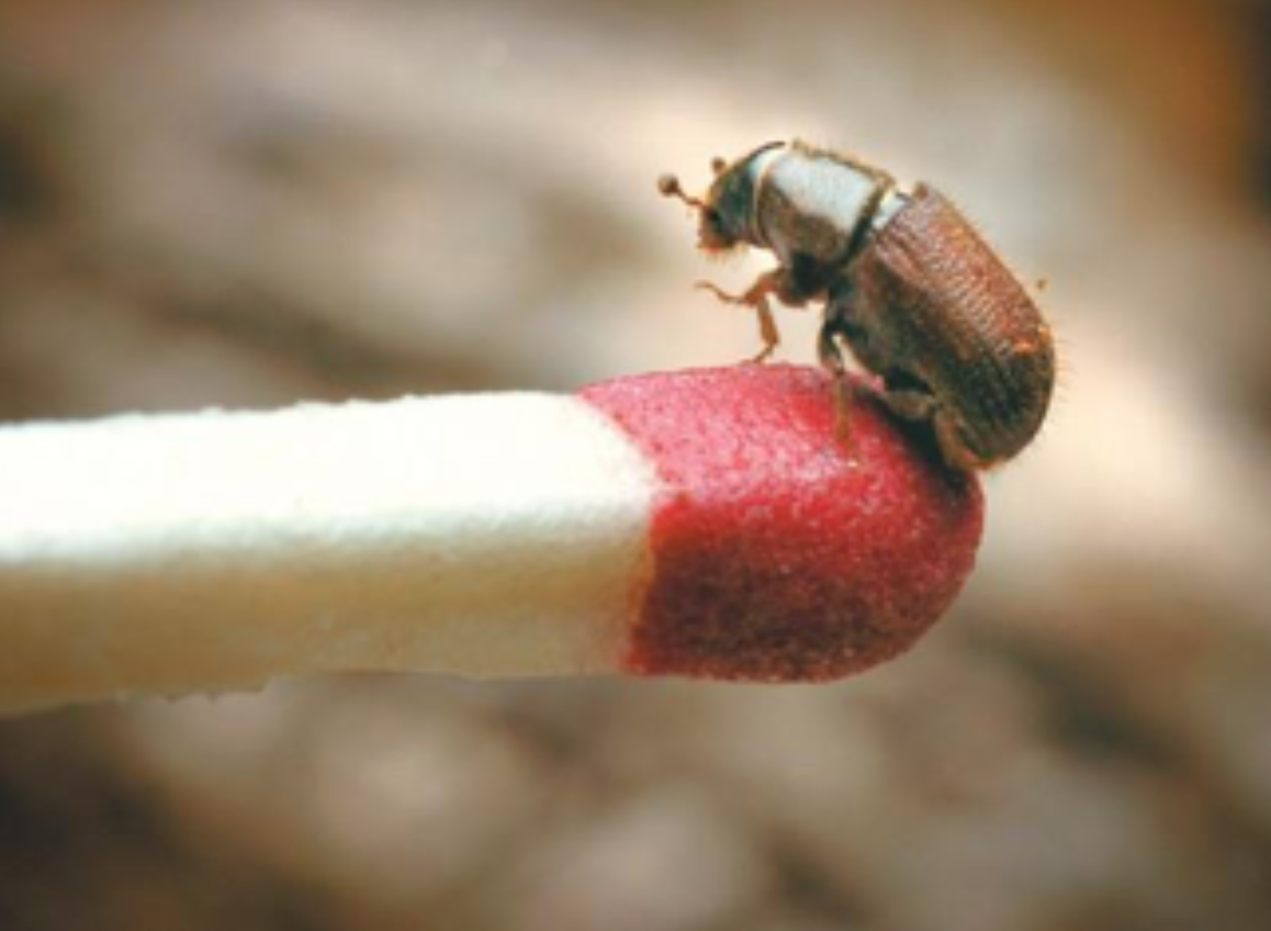 Bark beetles typically overwinter as larvae just below the bark of trees. Air temperatures define their emergence as adults, with Douglas-fir beetles typically beginning to fly around April 15, and mountain pine beetles between June 15 and July 1. Photo Credit: James Woodcock – Billings Gazette