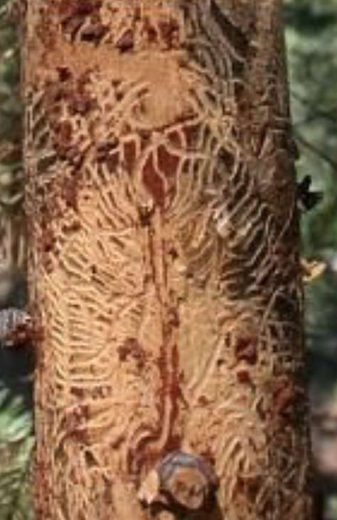 The Douglas fir beetle ( Dendroctonus psuedotsugae ) (top) carves fan-like “galleries” from a central line underneath bark (left). The mountain pine beetle carves wider, more erratic galleries without a central line (right). Photo Credit: United States Forest Service.