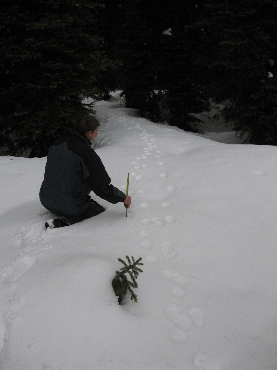 Mike Mayernik measuring tracks from a family of 3 lynx.