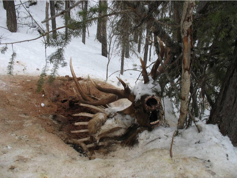 A dead 6x6 bull elk that a wolverine was scavenging.
