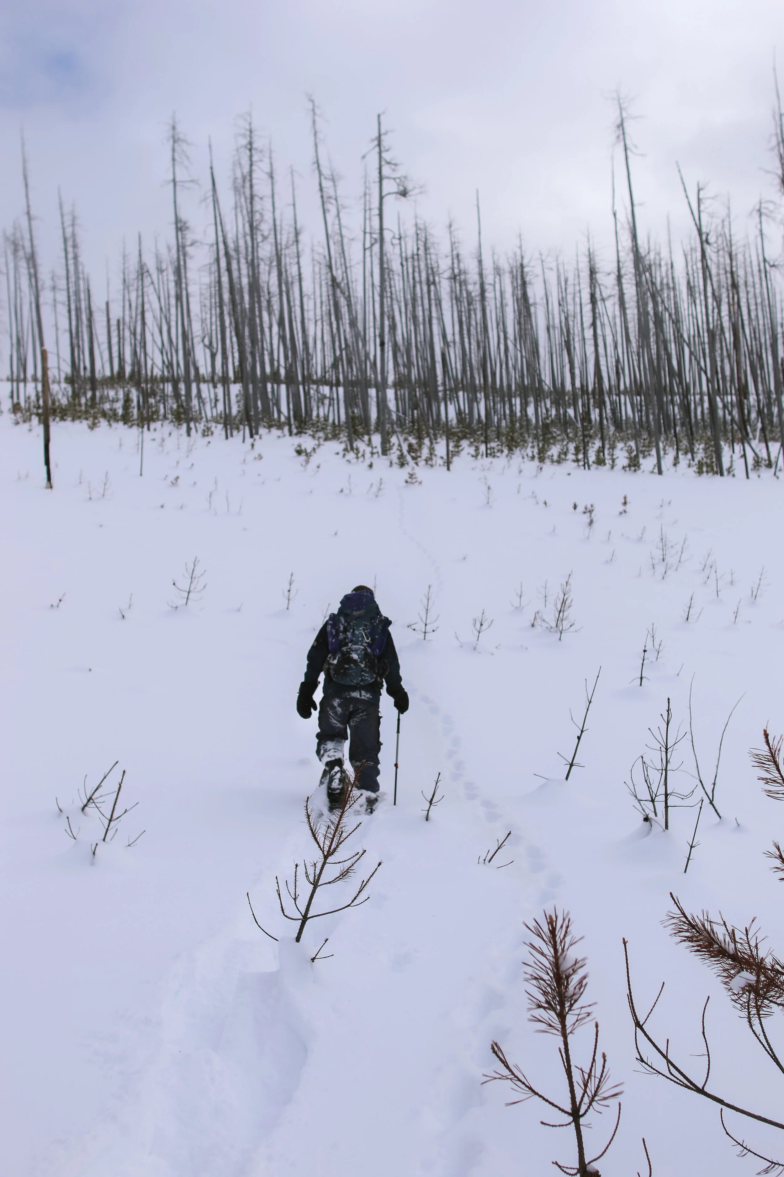 Mike Mayernik tracking a lynx in the Liberty Fire area.