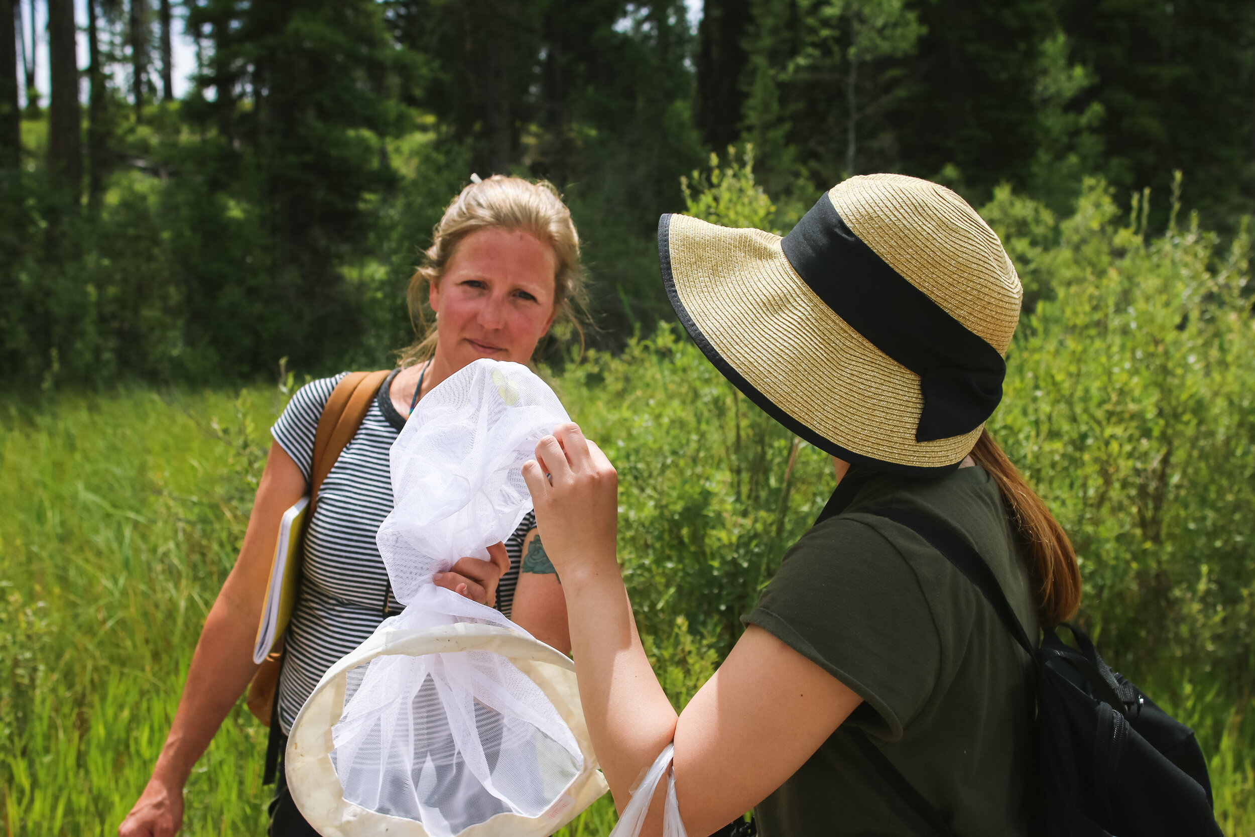 Montana Master Naturalist — Swan Valley Connections