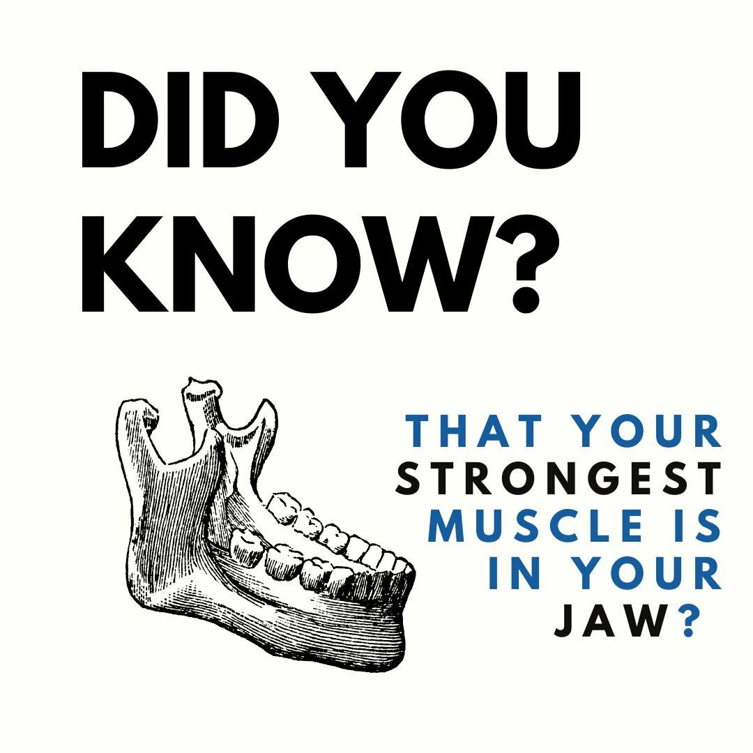 Fun Facts! 

The masseter muscle is located in your jaw and helps you to open and close your mouth. It can close your mouth with 200lbs of pressure using your molars.🦷 

#nowyouknow #funfacts #alwayslearning #masseter #strongestmuscle #watchthosecho