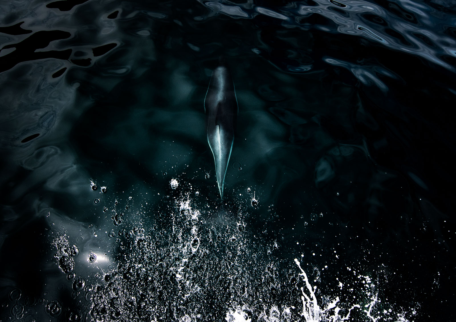 TORPEDO Peale's dolphins congregate in small pods off the coast of South America. I had spent several minutes trying to capture one riding the bow-wave of my boat and porpoising against the dramatic scenery of West Point Island. I got several average shots, but I was much happier with this image of a sleek dolphin, completely at home in its underwater environment, appearing to emerge from the splashes of our bow-wave like a torpedo. Falkland Islands.