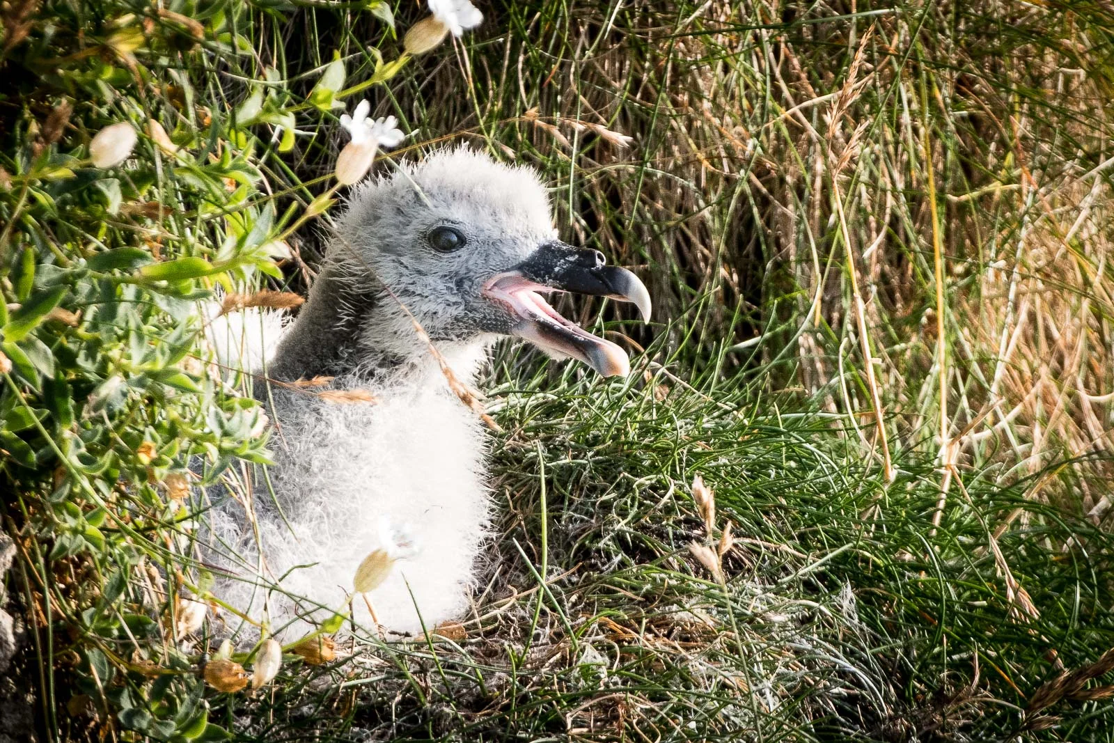 Fulmar Chick. Nikon D500 500mm f4. 1/800sec f10 ISO 1000
