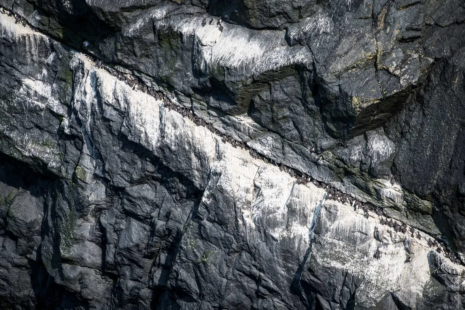 Guillemots and Razorbills nesting on a cliff ledge near the Tunnel. Nikon D500 70-200mm f2.8 at 200mm. 1/1250sec f3.5 ISO 140