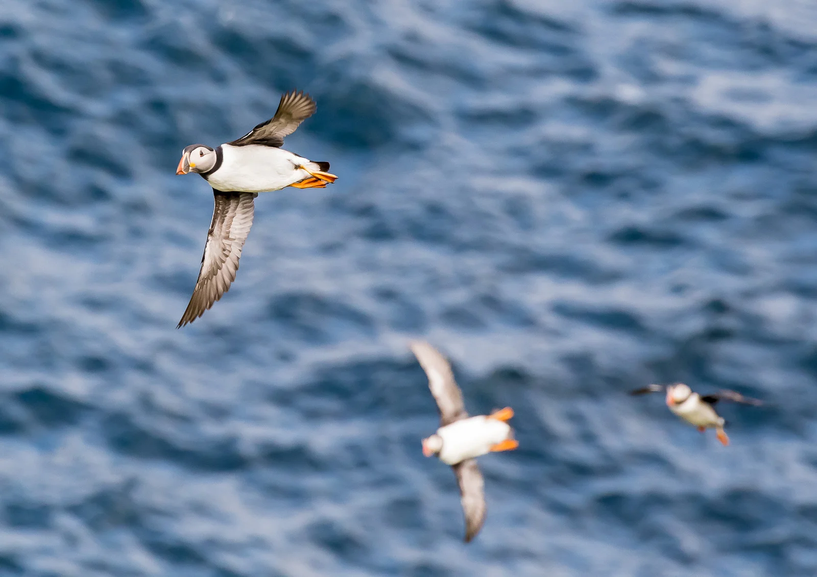 Nikon D500 70-200mm f2.8 at 200mm. 1/1600sec f6.3 ISO 1600