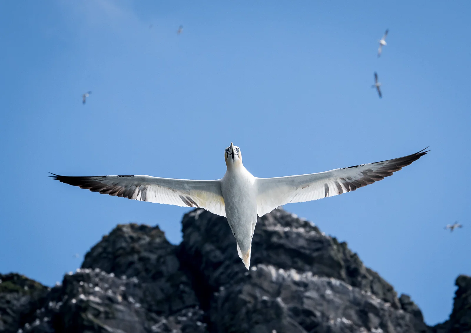 Gannet. Nikon D500 70-200mm f2.8 at 150mm. 1/2000sec f9 ISO 1000