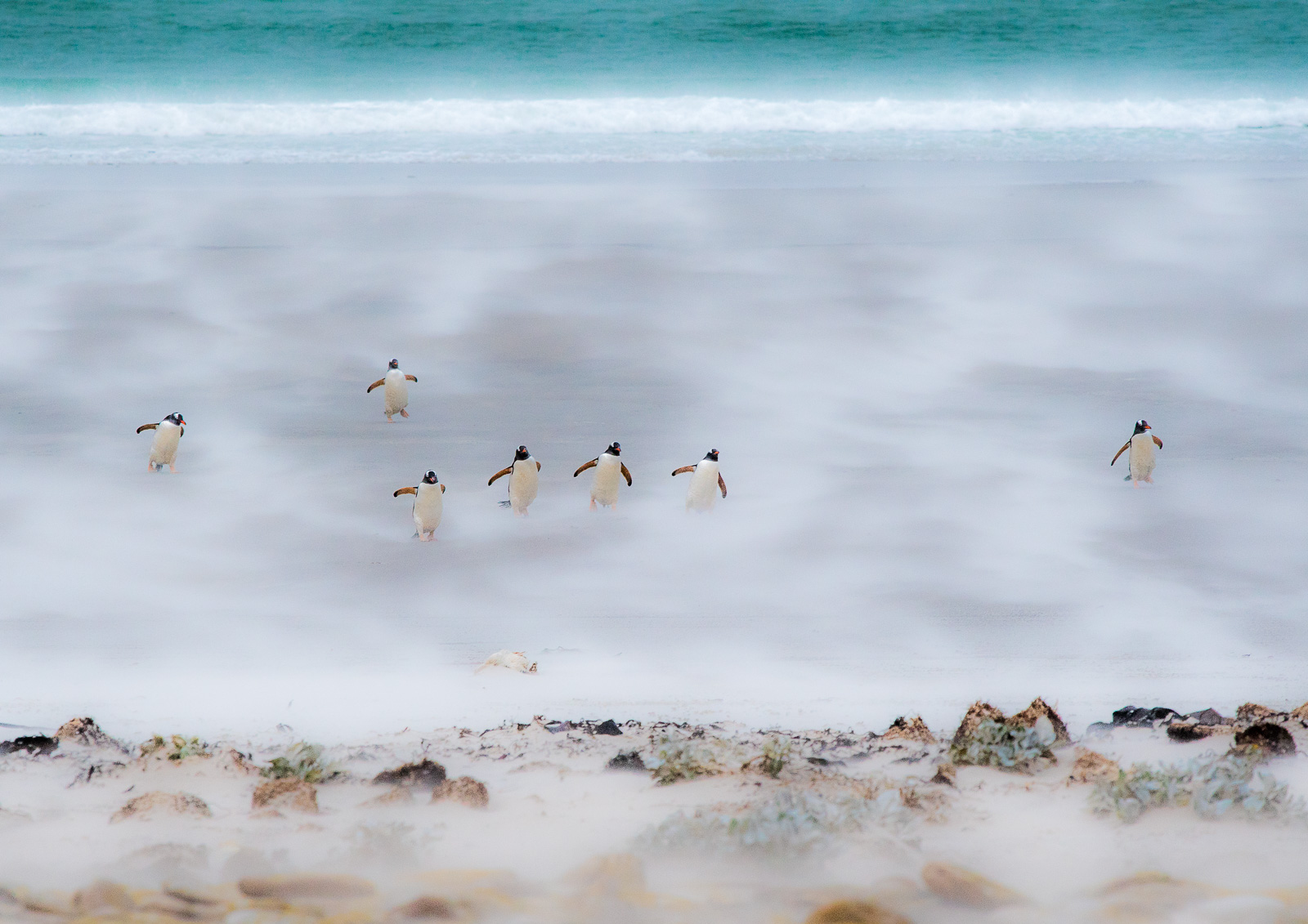 COMING HOME: A group of gentoos walk into the prevailing wind on the north beach of The Neck. Nikon D500 300mm f4; 1/400sec f6.3 ISO 1000 Coming Home won Guardian Photograph of the Month (January 2017)
