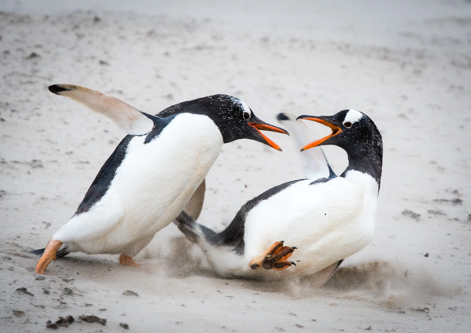 DUELLING PENGUINS: This was probably the most effective shot of the sequence, dramatic, free from distractions and sufficiently sharp to stand alone. Nikon D500 300mm f4; 1/320sec f6.3 ISO 1000 Duelling Penguins was shortlisted for NHM Wildlife Photographer of the Year 2017 award.