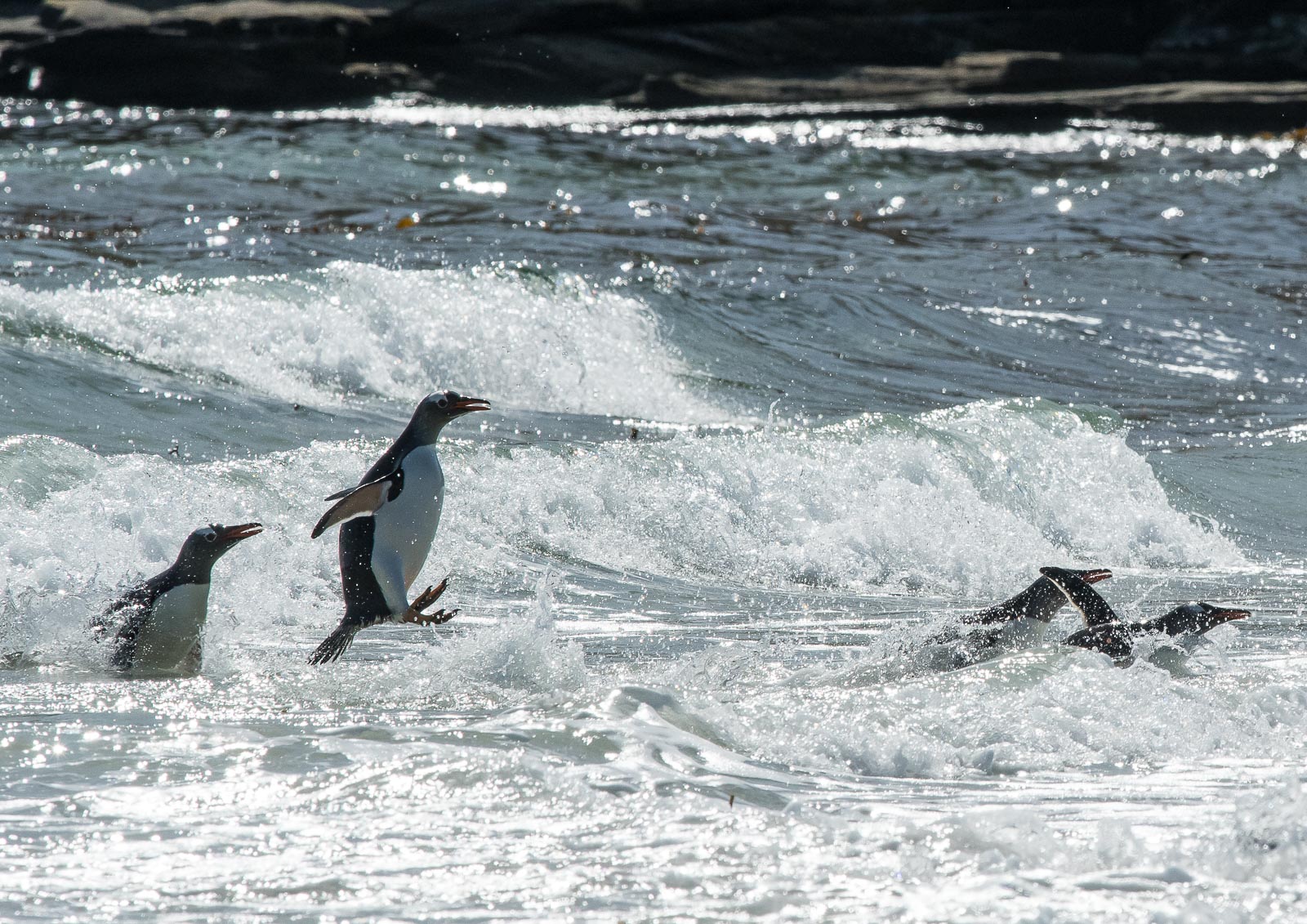More of a jumping rather than flying penguin, taken against the sparkling highlights of the crashing waves. Nikon D500 300mm f4; 1/3200sec f11 ISO 800