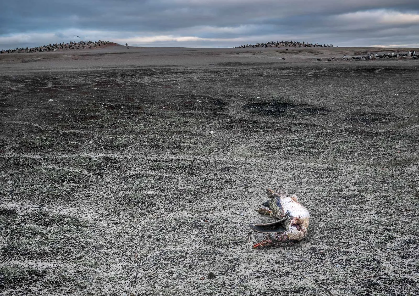 A vulture-pecked, decaying penguin carcass lies on the sand dunes of The Neck. Gentoo rookeries can be seen in the background. Lumix GM5 12-32mm f3.5-5.6 at 21mm; 1/160sec f4.7 ISO 400