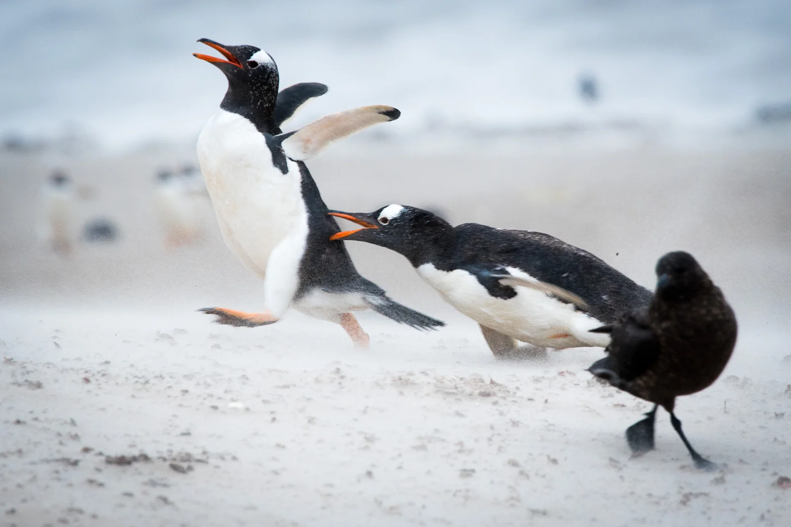 Now he has him in a pinch hold! Nikon D500 300mm f4; 1/250sec f6.3 ISO 1000