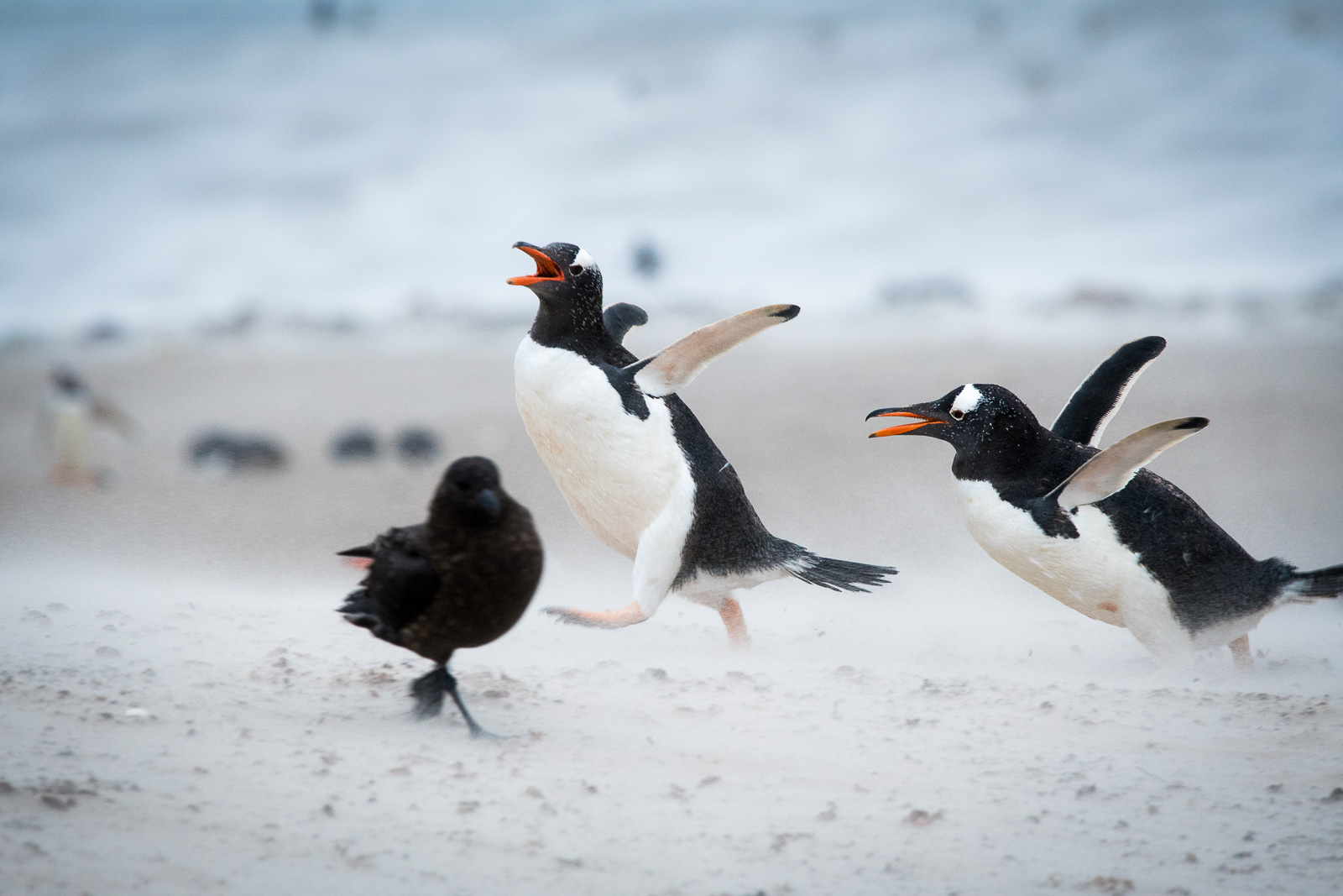 Even the usually bold and intimidating Falklands great skua skips out of the way of the of these determined combatants. Nikon D500 300mm f4; 1/250sec f6.3 ISO 1000
