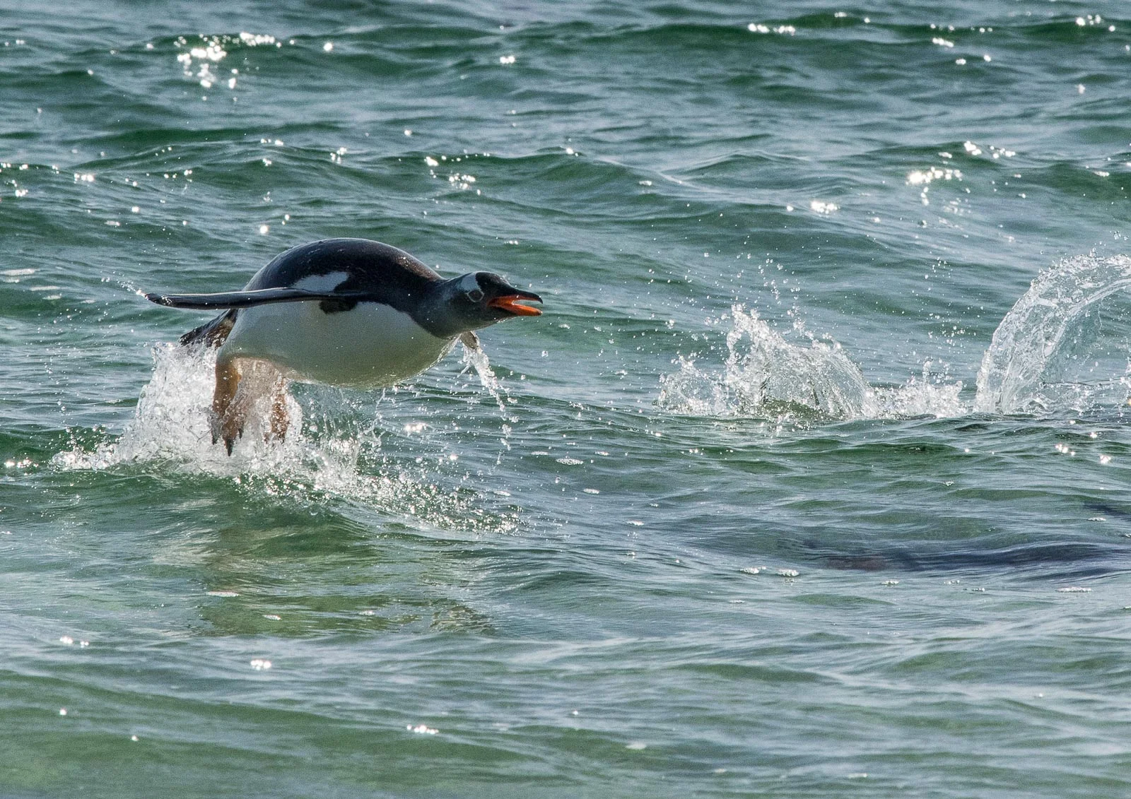 The closest I got to a flying penguin. Nikon D500 300mm f4; 1/2500sec f14 ISO 800