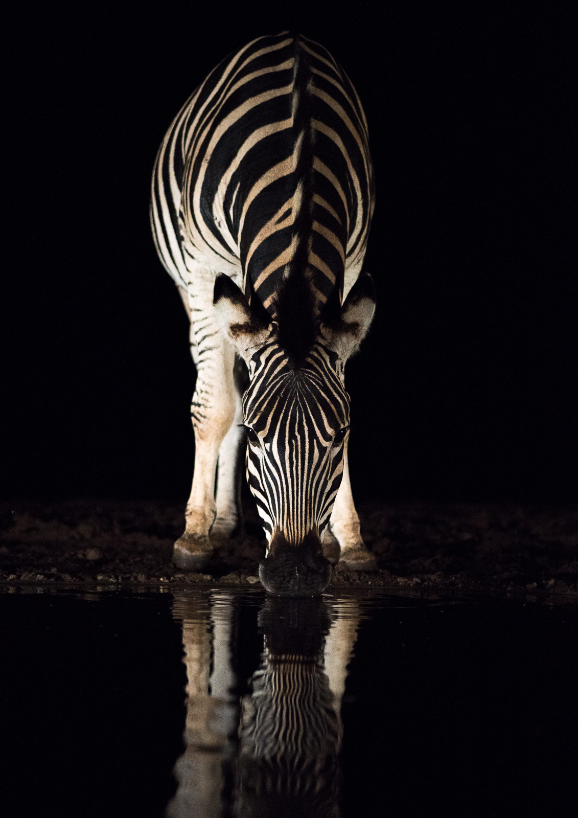 UMGODI: Zebra Nikon D810 24-70mm f2.8 at 70mm. 1/800, f2.8, ISO1250