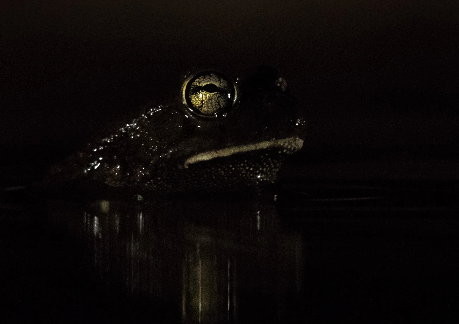 UMGODI: Bullfrog Nikon D500 200-500mm f5.6 at 500mm. 1/200, f5.6, ISO6400