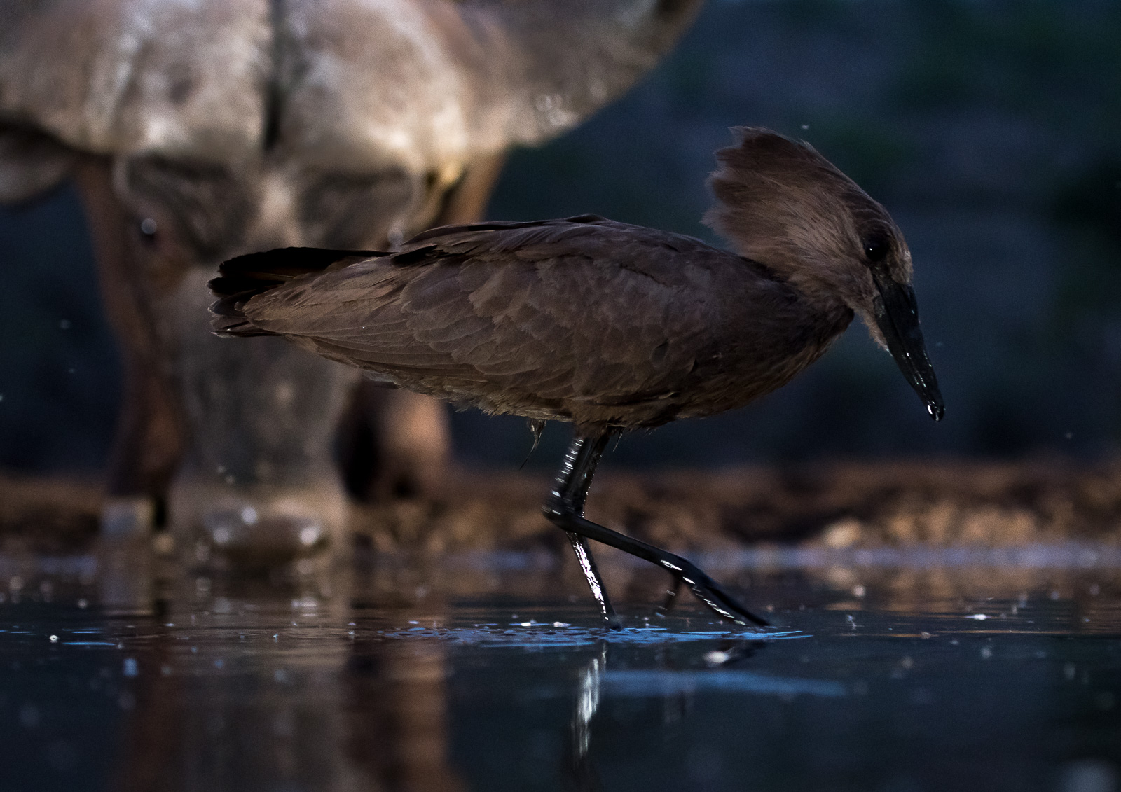 UMGODI: Hamerkop with Cape Buffalo in the background Nikon D500 70-200mm f2.8 at 70mm. 1/200, f2.8, ISO1000