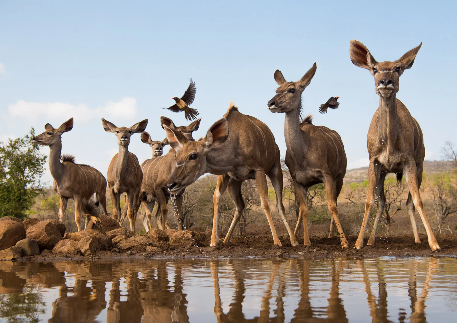 UMGODI: Female Kudu Nikon D810 24-70mm f2.8 at 40mm. 1/640, f5.6, ISO64
