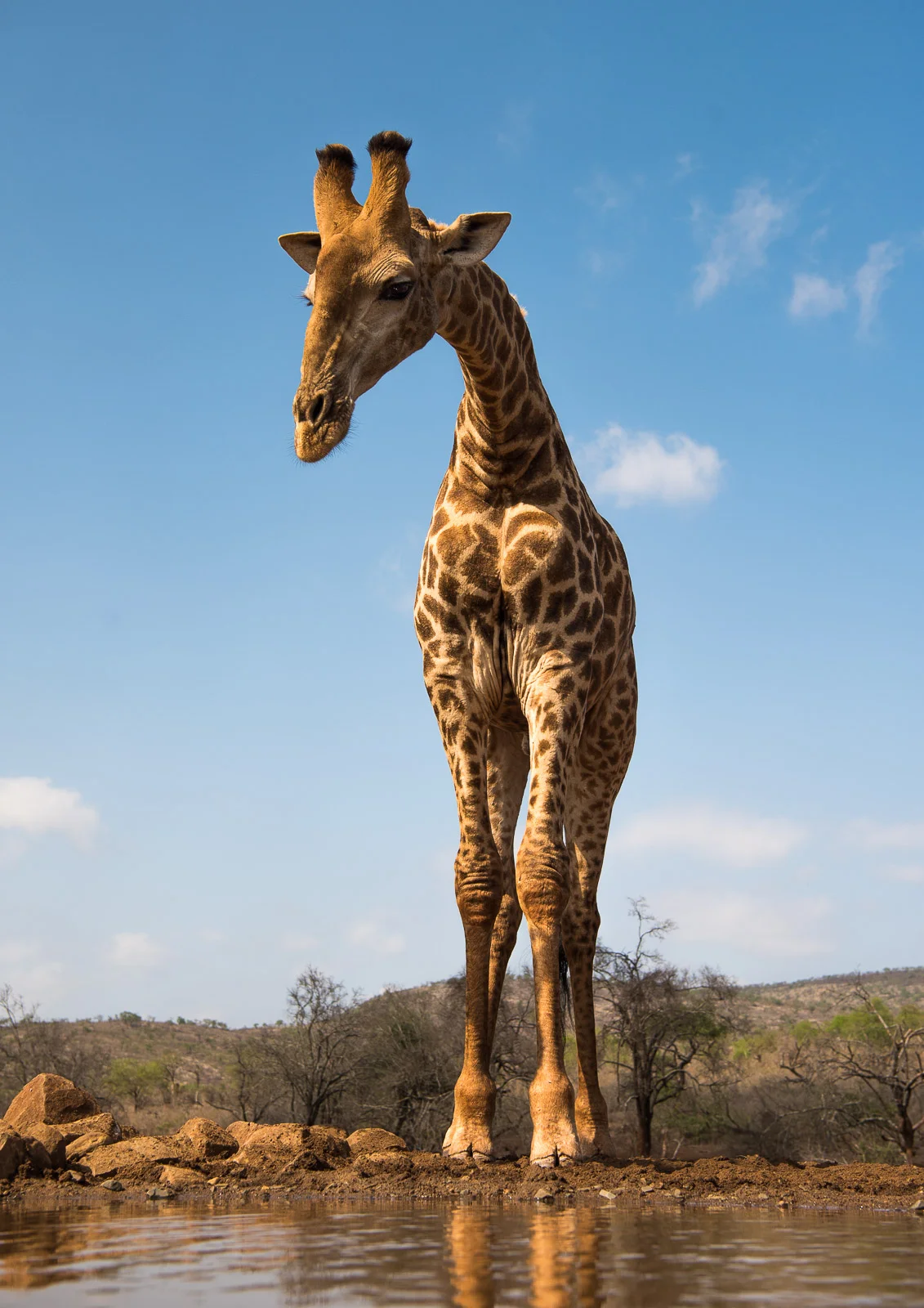UMGODI: Giraffe Nikon D810 24-70mm f2.8 at 44mm. 1/640, f5.6, ISO64
