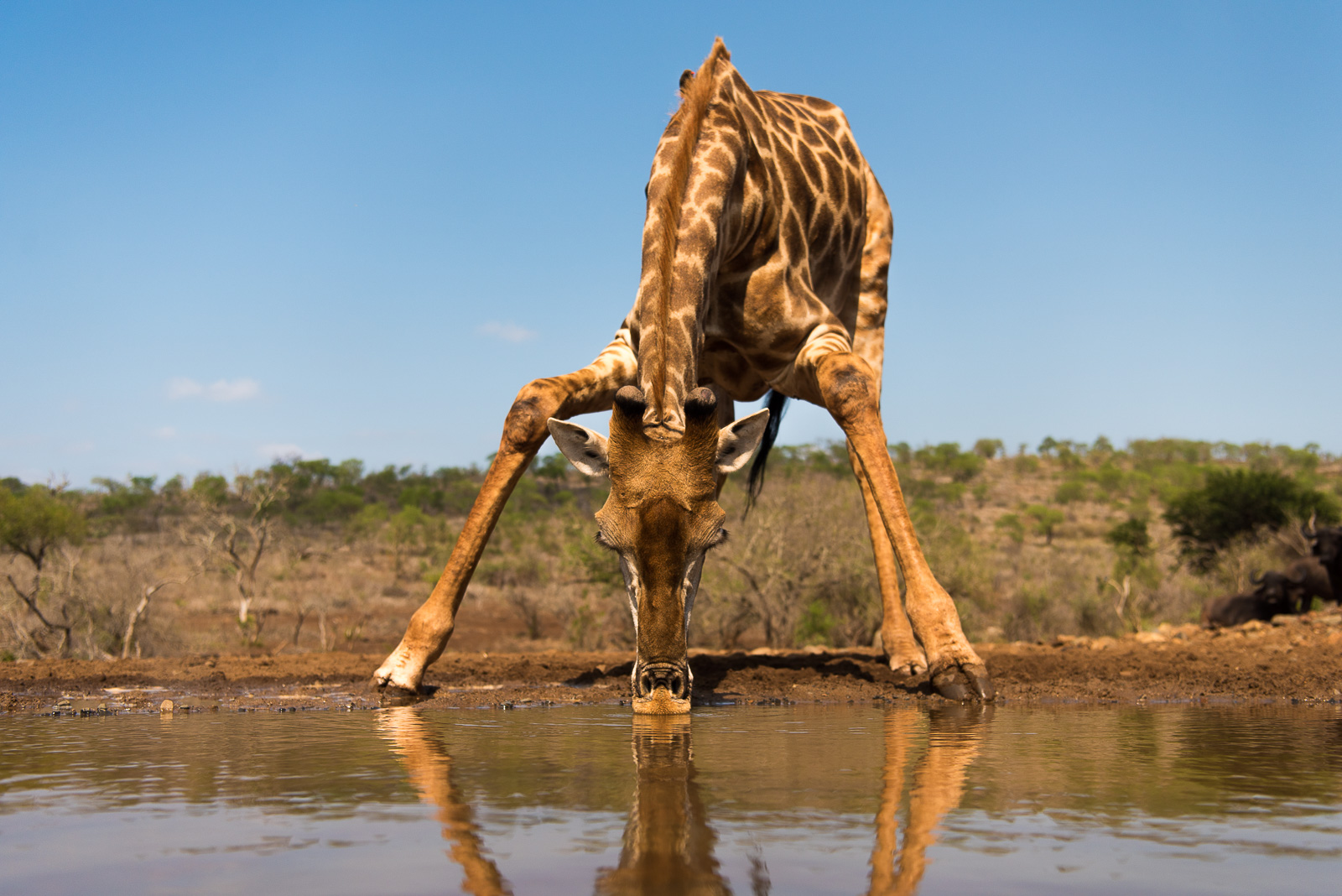 UMGODI: Giraffe Nikon D810 24-70mm f2.8 at 40mm. 1/640, f5.6, ISO64