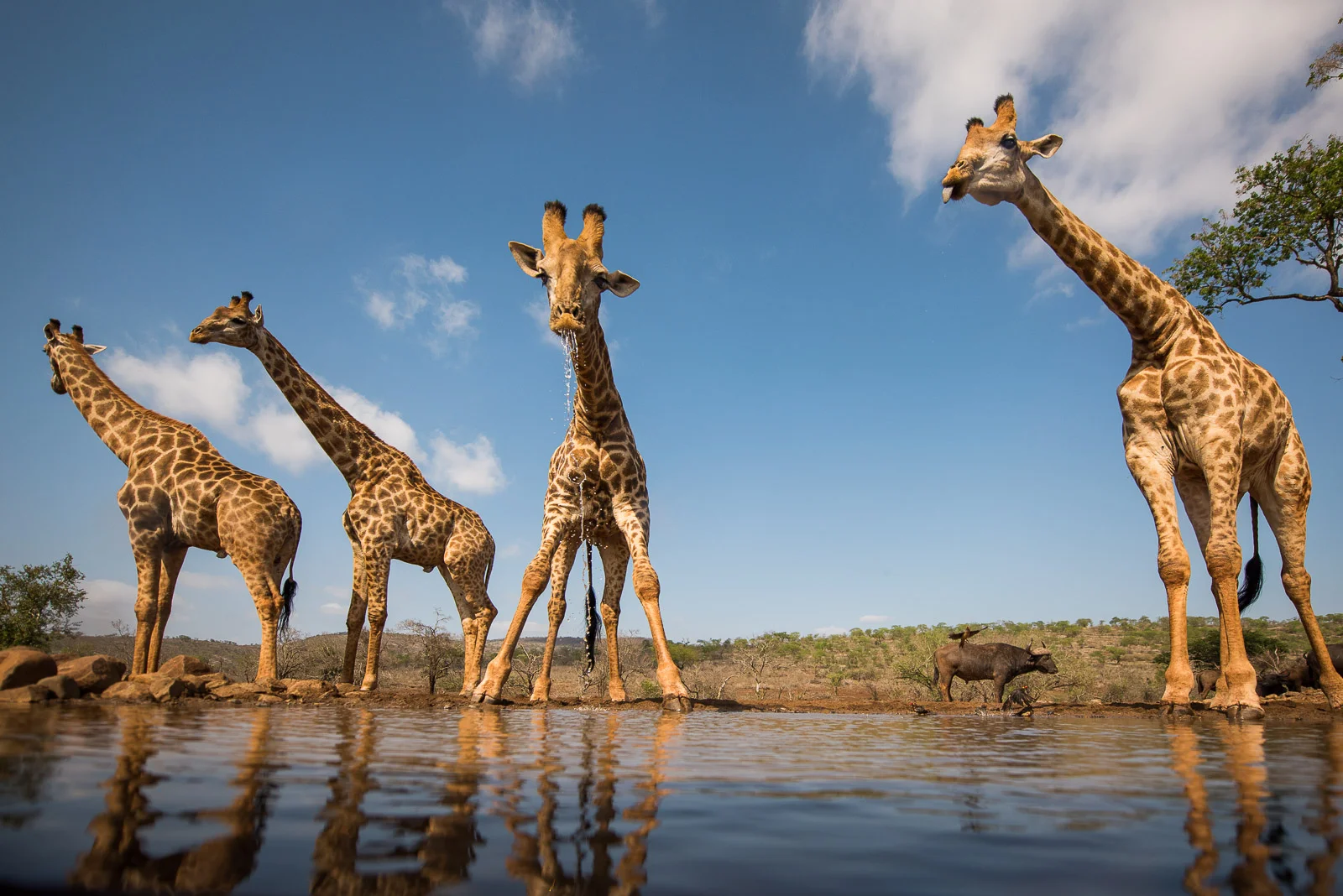 UMGODI: Giraffe Nikon D810 14-24mm f2.8 at 14mm. 1/3200, f2.8, ISO64