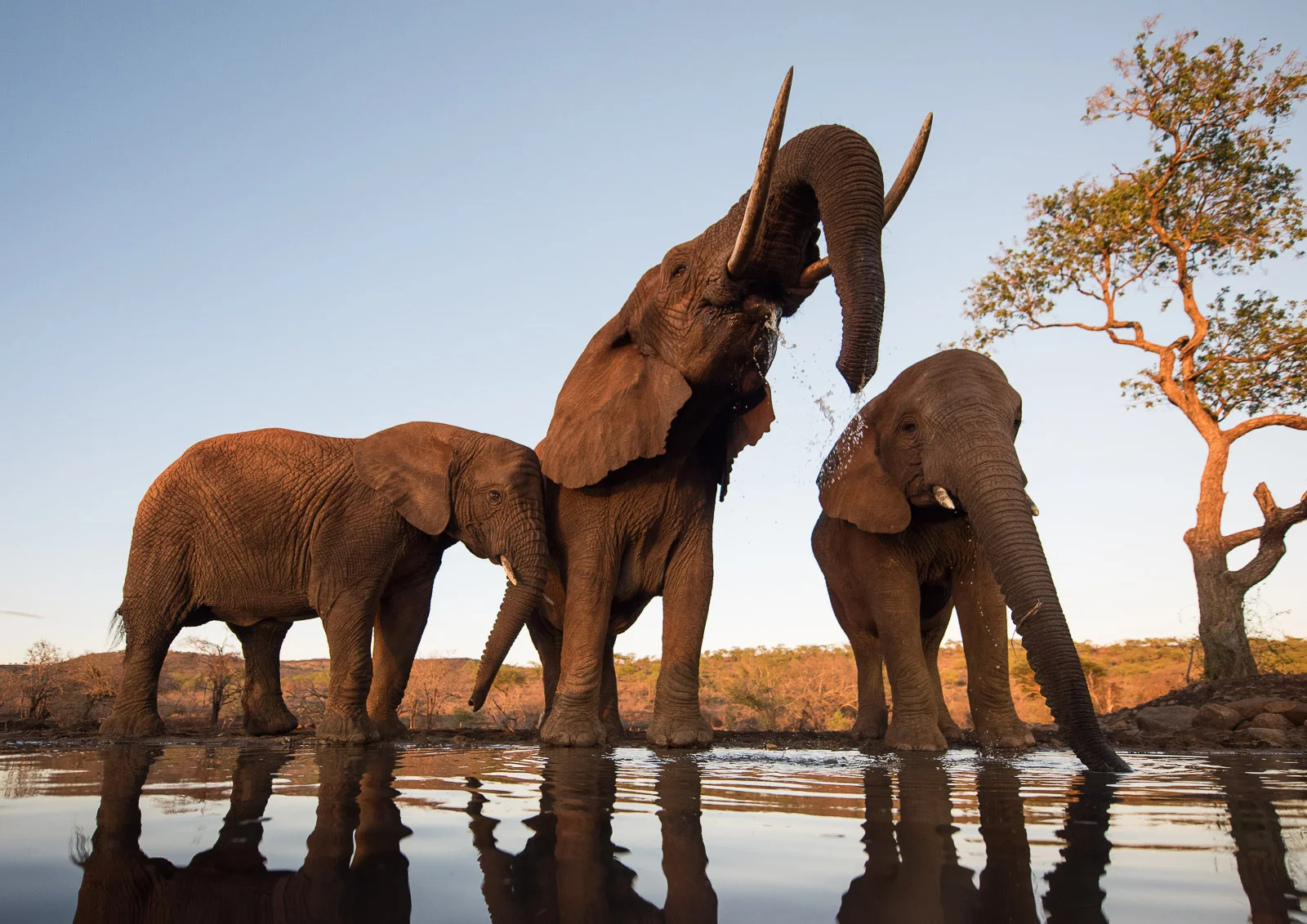 UMGODI: Elephant Nikon D810 14-24mm f2.8 at 14mm. 1/500, f3.2, ISO400