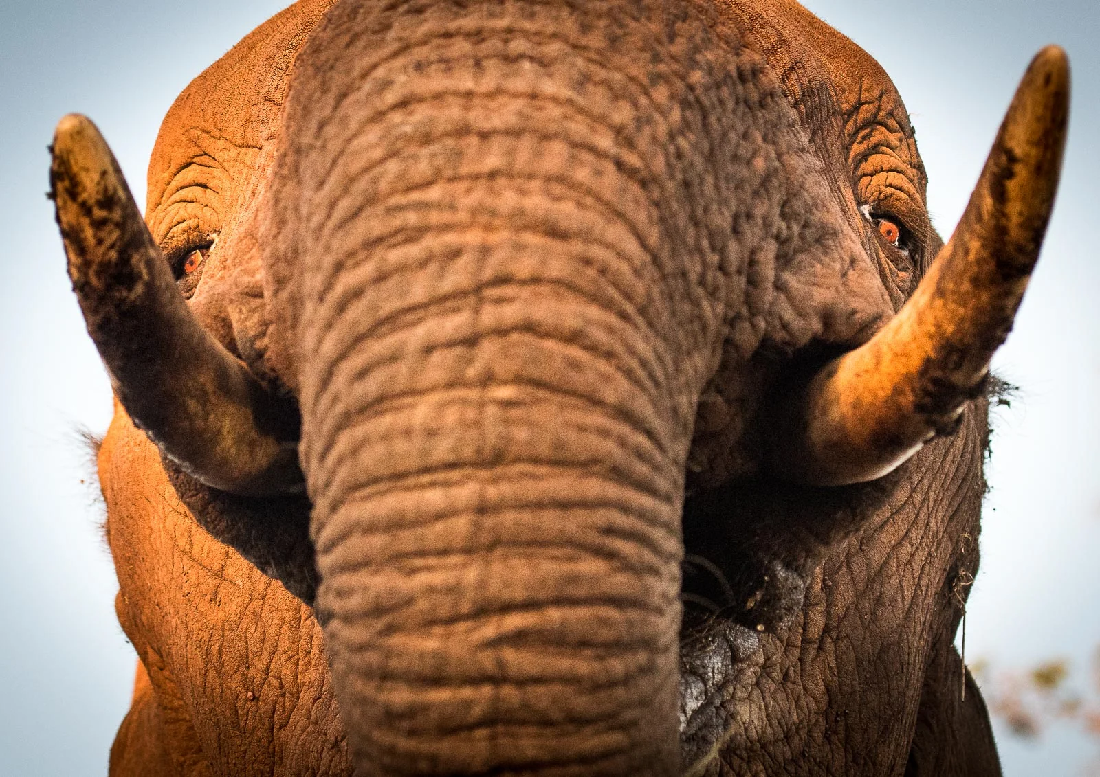 UMGODI: Elephant Nikon D500 70-200mm f2.8 at 70mm. 1/800, f3.2, ISO2500