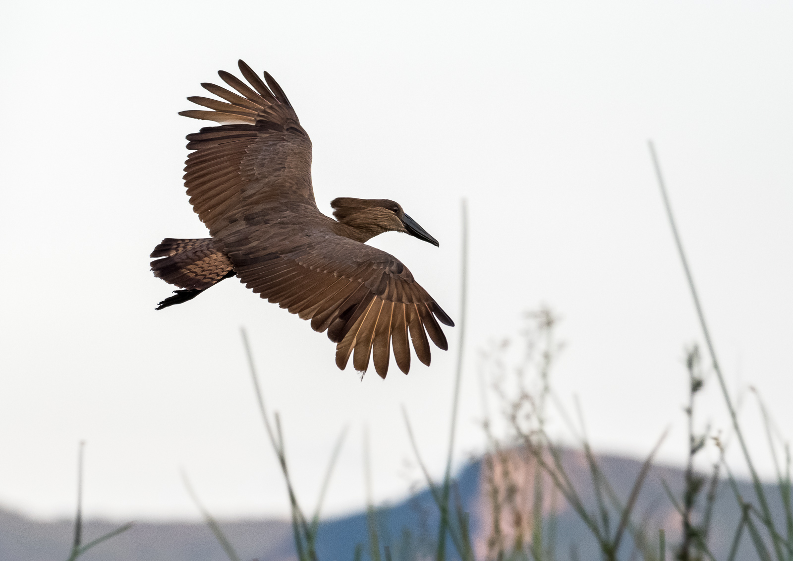 LAGOON: Hamerkop Nikon D500 200-500mm f5.6 at 260mm. 1/500, f6.3, ISO3200