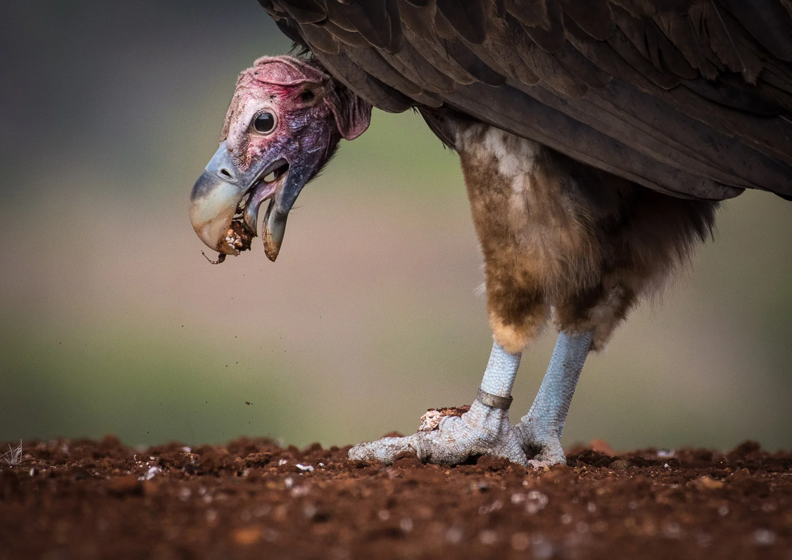 SCAVENGER: Lappet-Faced Vulture Nikon D500 200-500mm f5.6 at 500mm. 1/1600, f6.3, ISO500